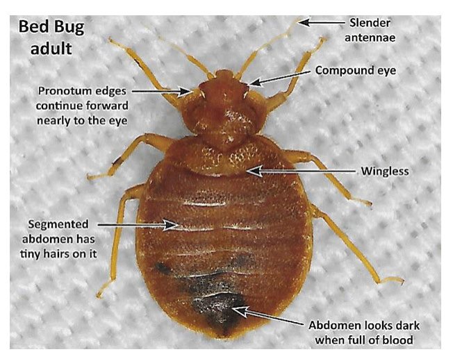 bed bug adult identification info