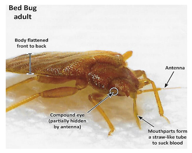 bed bug info