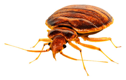 bed bug treatment info