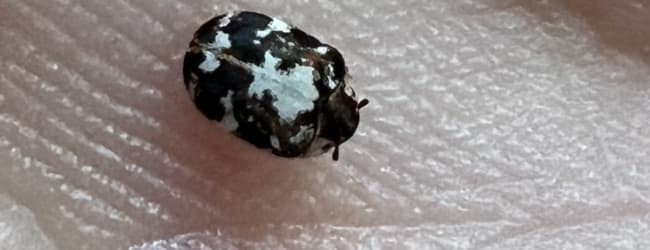 The Bed Bug Heat Machine Kills Carpet Beetles