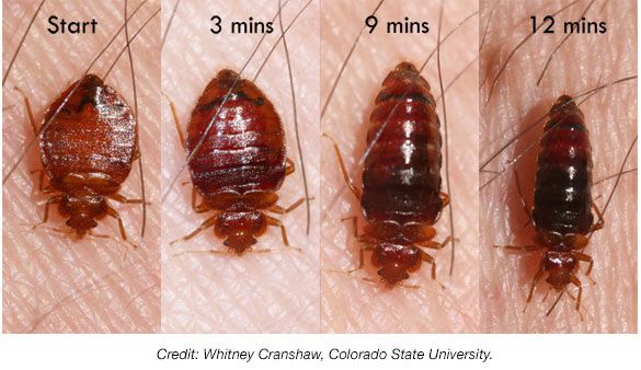 Feeding Bed Bug 