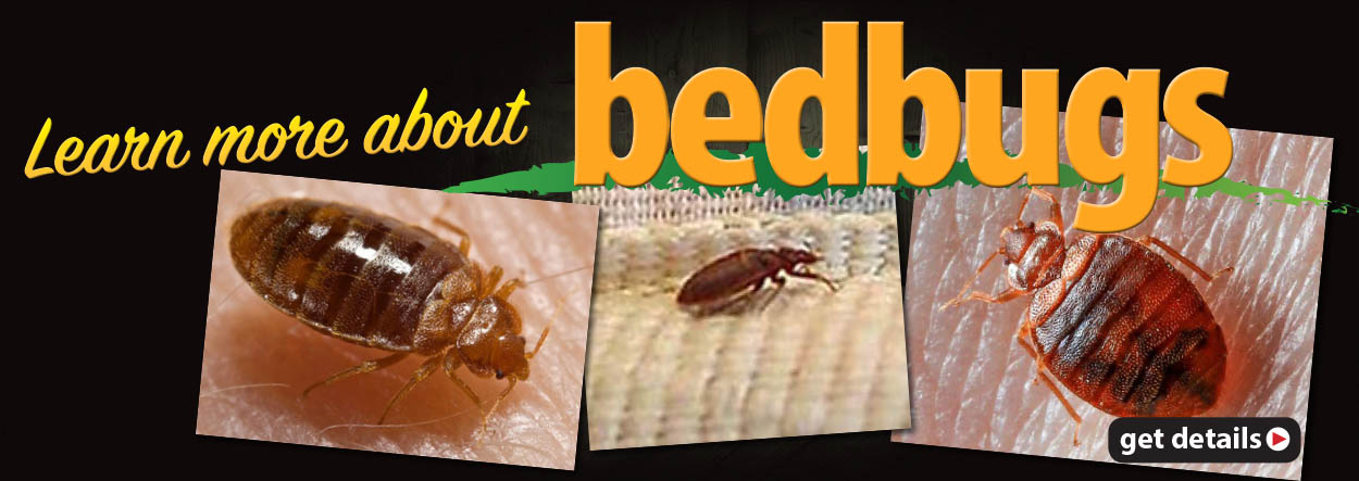 Start Killing Bed Bugs Within 15 Minutes Diy Do It Yourself Bed Bug